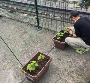 プランターに植え替え